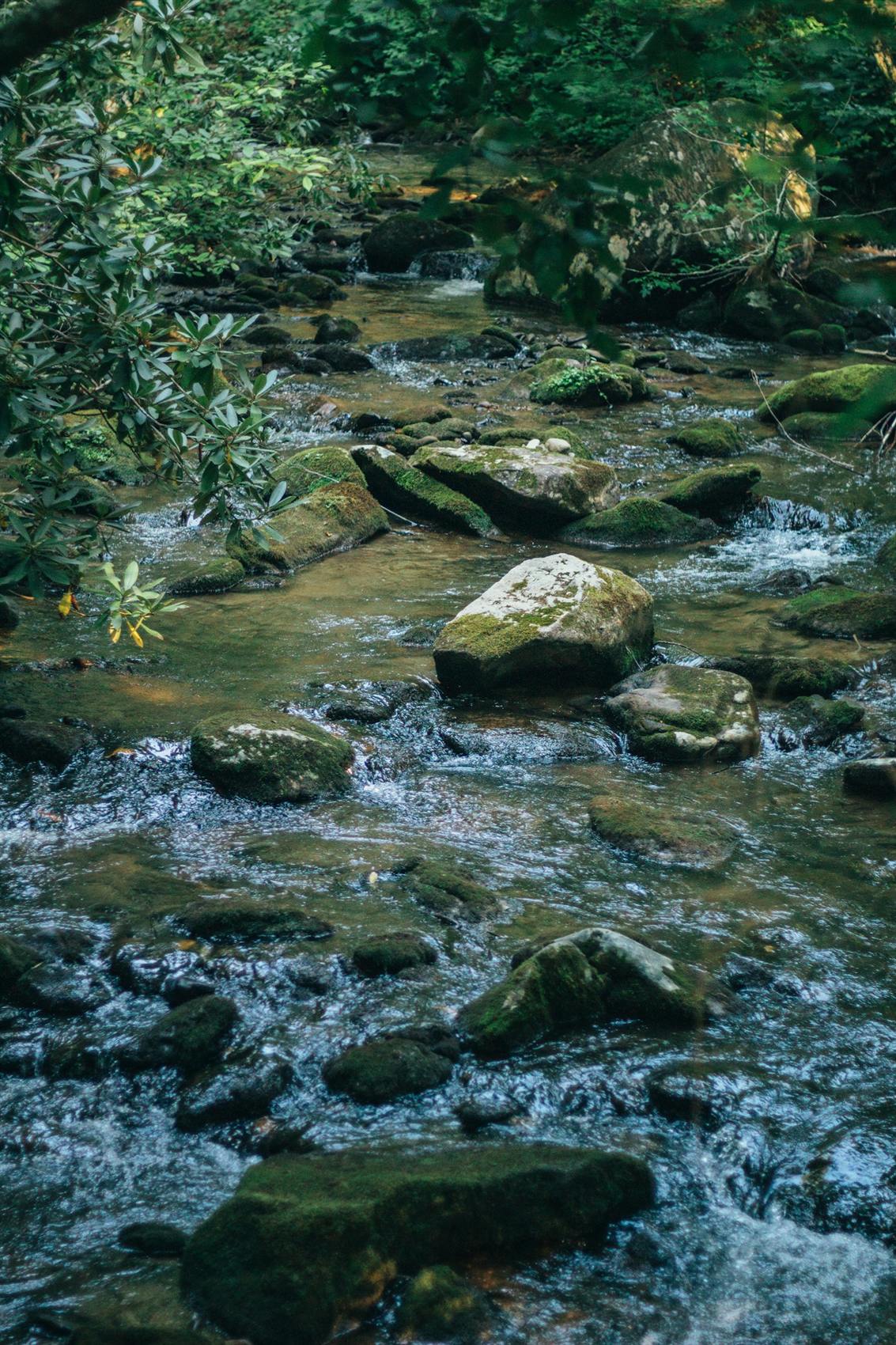 A clear mossy stream running over rocks in a green forest